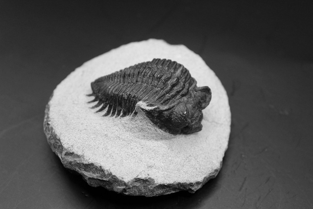 三叶虫 - 矩阵化石 - Coltraneia  (没有保留价) #3.2