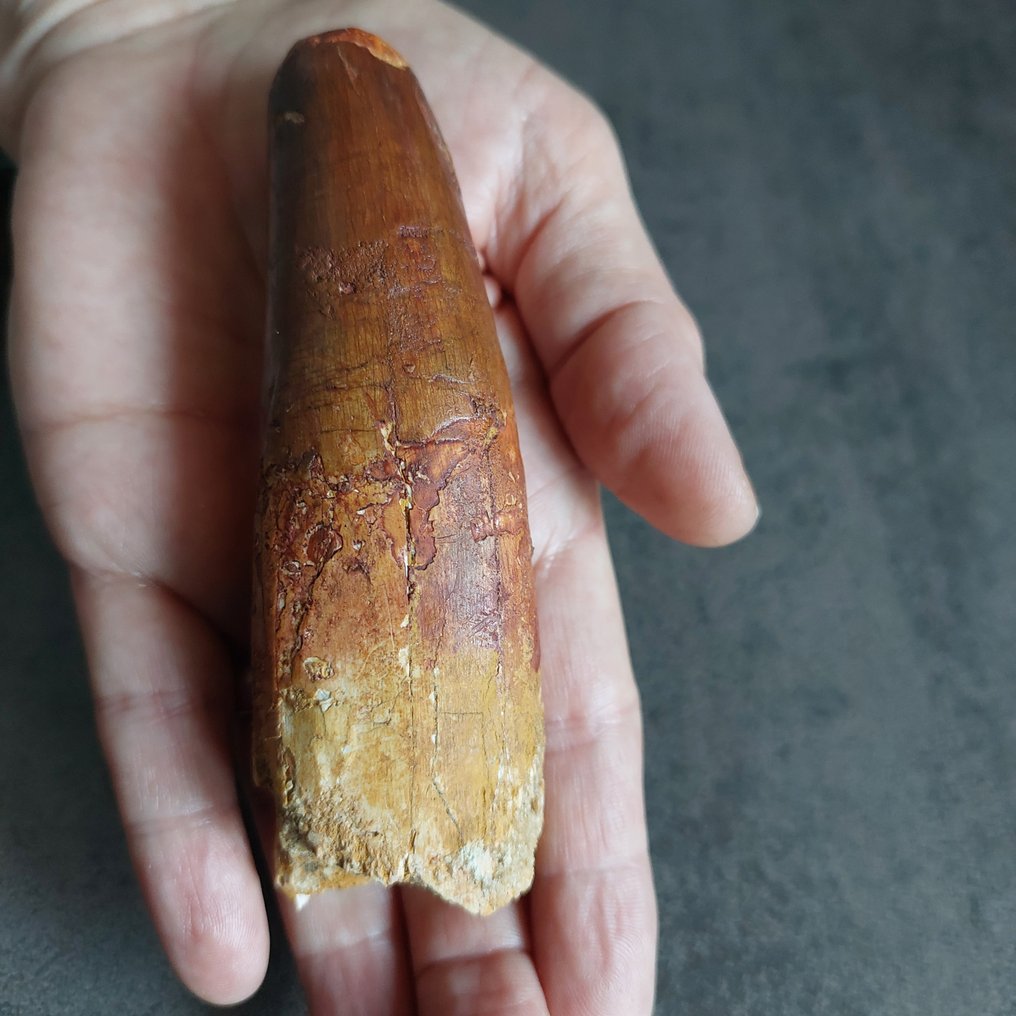 Δεινόσαυρος - Απολιθωμένο δόντι - Spinosaurus aegyptiacus - 115 mm - 32 mm #1.0