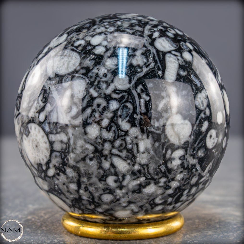 稀有天然Orthoceras球体 – Fossile优雅，黑色与白色- 547.82 g #1.0
