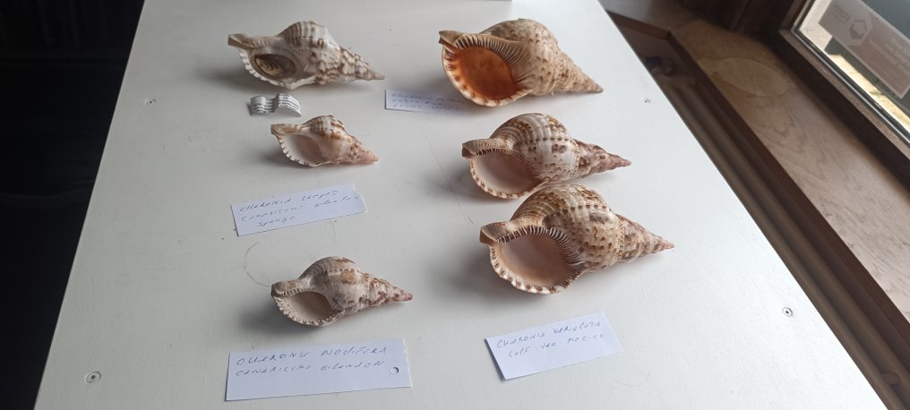 Charonia Collection Zeeschelp - Charonia (Zonder minimumprijs) #1.0