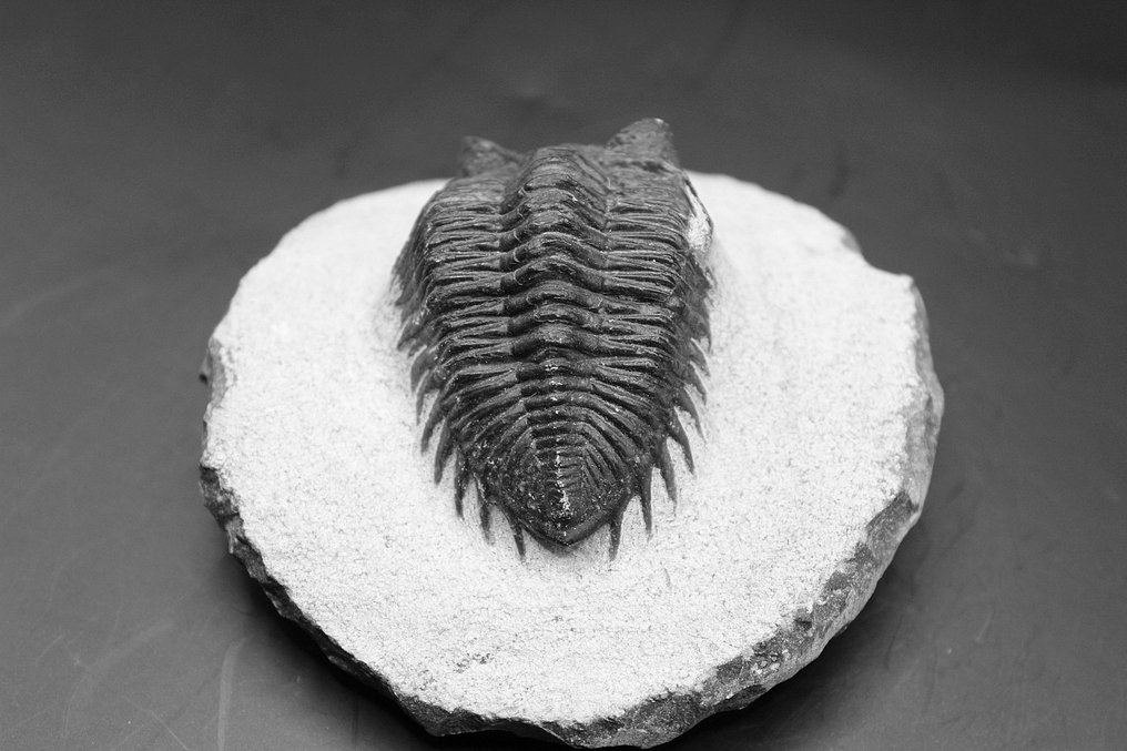 三叶虫 - 矩阵化石 - Coltraneia  (没有保留价) #2.1