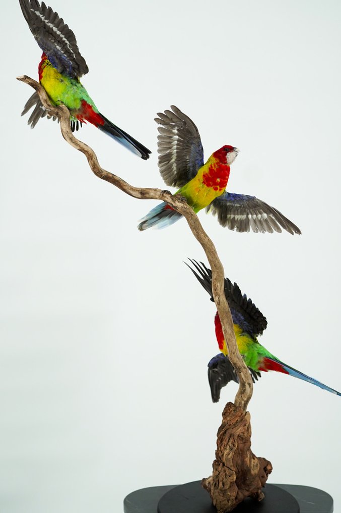 Prachtrosella - Geringd 动物标本剥制全身支架 - Platycercus eximius - 95 cm - 66 cm - 40 cm - CITES附录II - 欧盟附件B - 1 #2.1