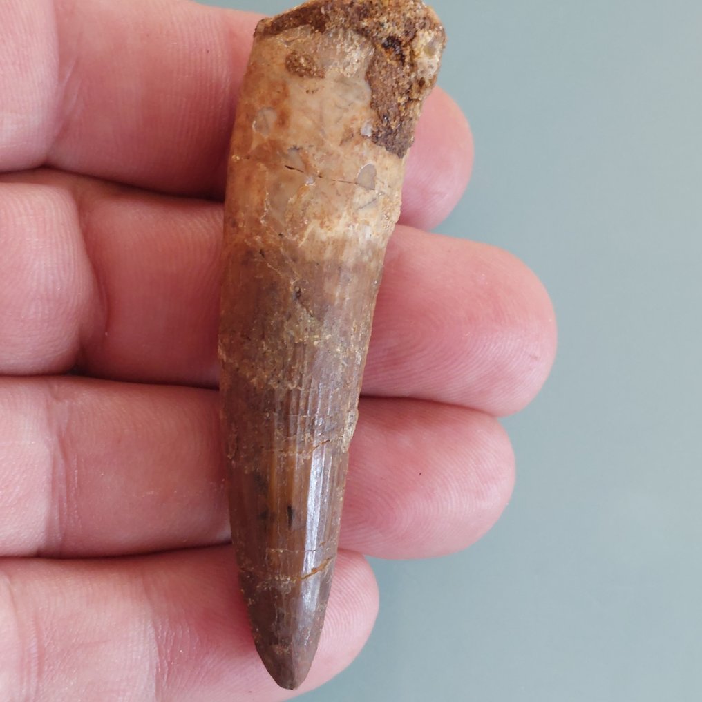 恐龙 - 牙齿化石 - Spinosaurus aegyptiacus - 75 mm - 20 mm #1.0