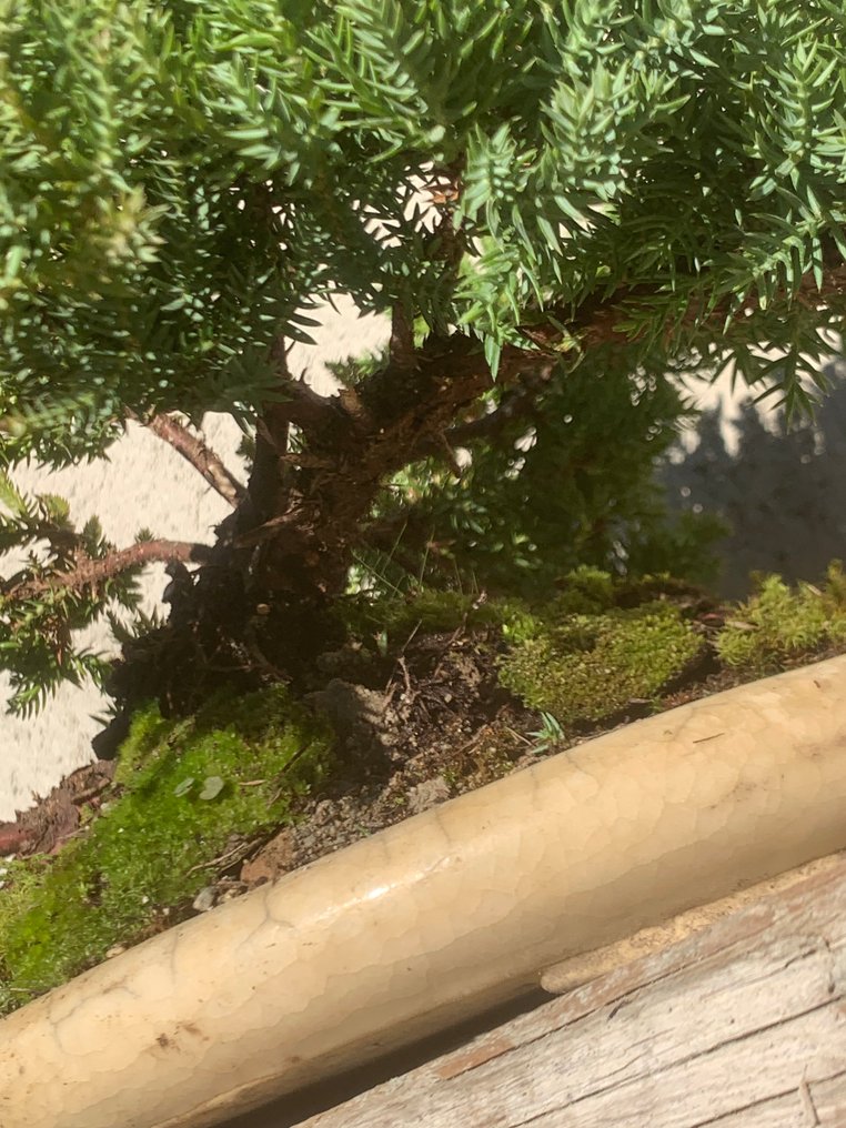 Enebærtræs bonsai (Juniperus) - Højde (Træ): 7 cm - Dybde (Træ): 34 cm - Japan #1.0