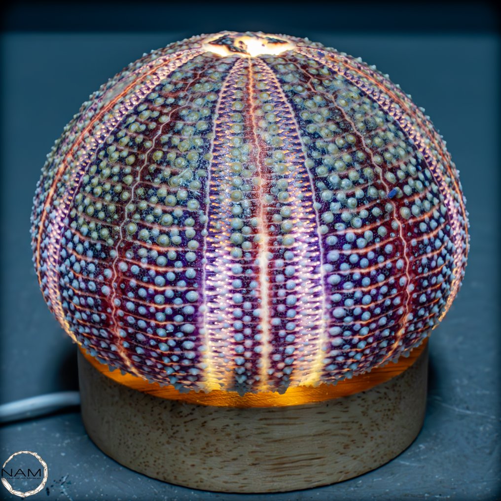 Dekorative Kleidocidaris peroni Seeigel-Lampe- 107.74 g #4.3