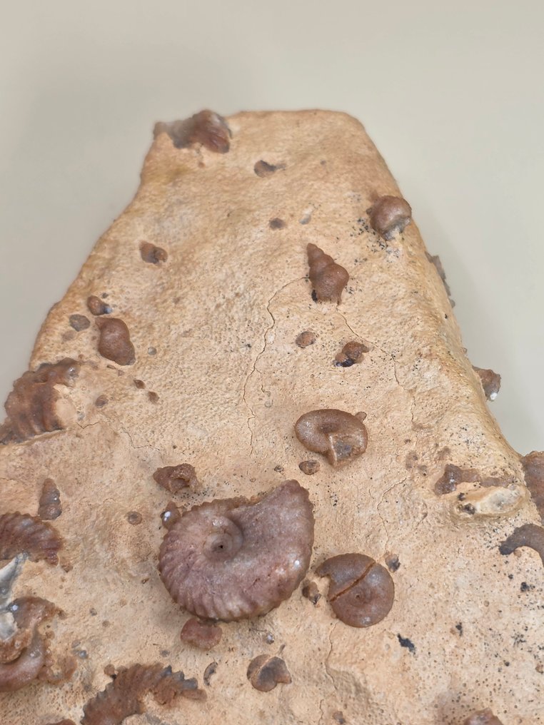 Fossil - Fossilt fragment - Piece of fossil-bearing rock containing numerous well-preserved spiral micro-fossils - ​ - 16.5 cm  (Ingen mindstepris) #1.0