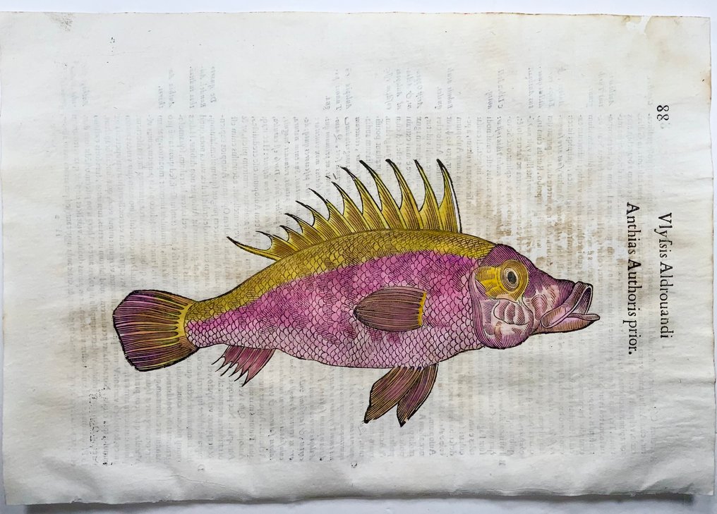 Coriolano (b.1540), Aldrovandi; Anthias Anthiinae, Reef Fish, folio with hand coloured woodcut - 1638 #1.0