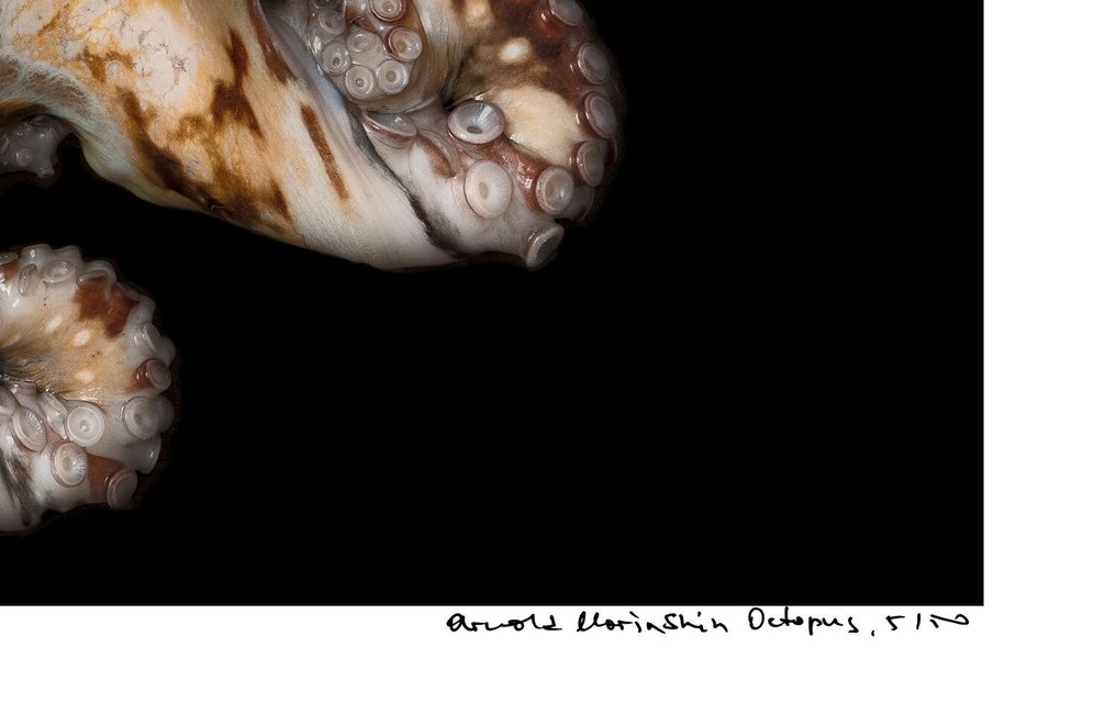 Arnold Mariashin - Octopus - XL - No reserve #4.3