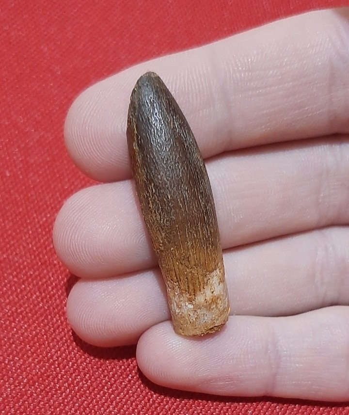 Titanosaurid - Fossil tand #1.0