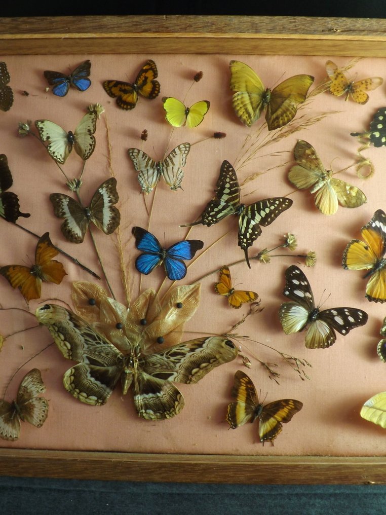 Papillon Support mural pour taxidermie - other - 36 cm - 60 cm - 7 cm - 1 #2.1