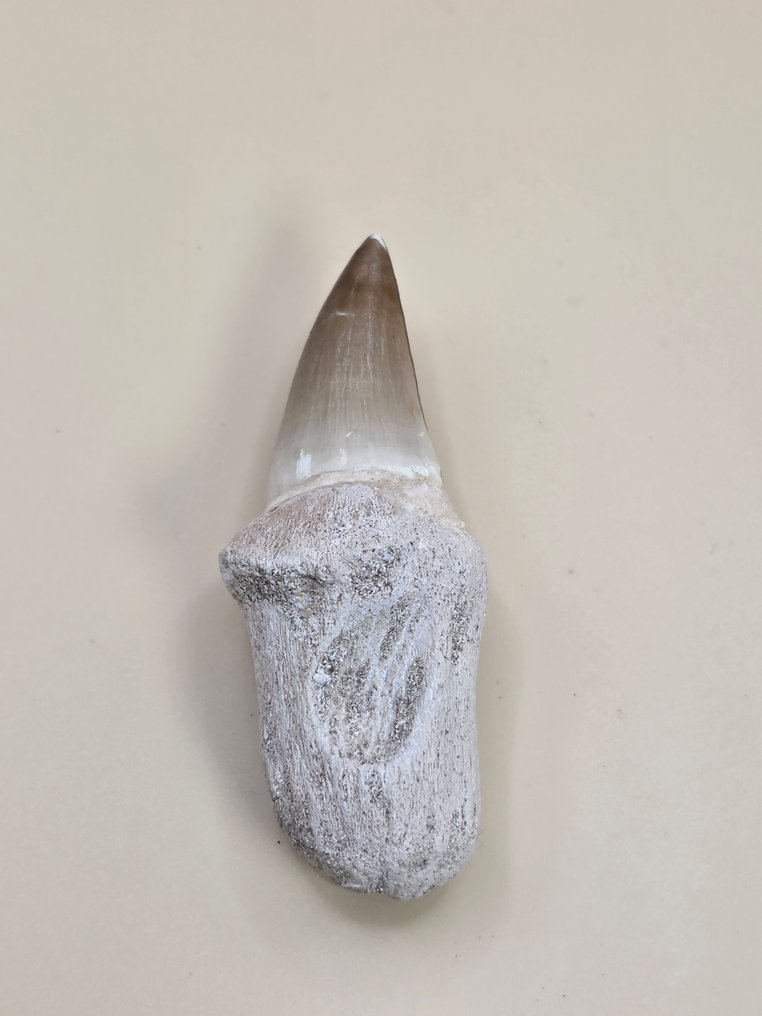 Mosasauro - Dente fossile - 7 cm (Senza prezzo di riserva) #1.0