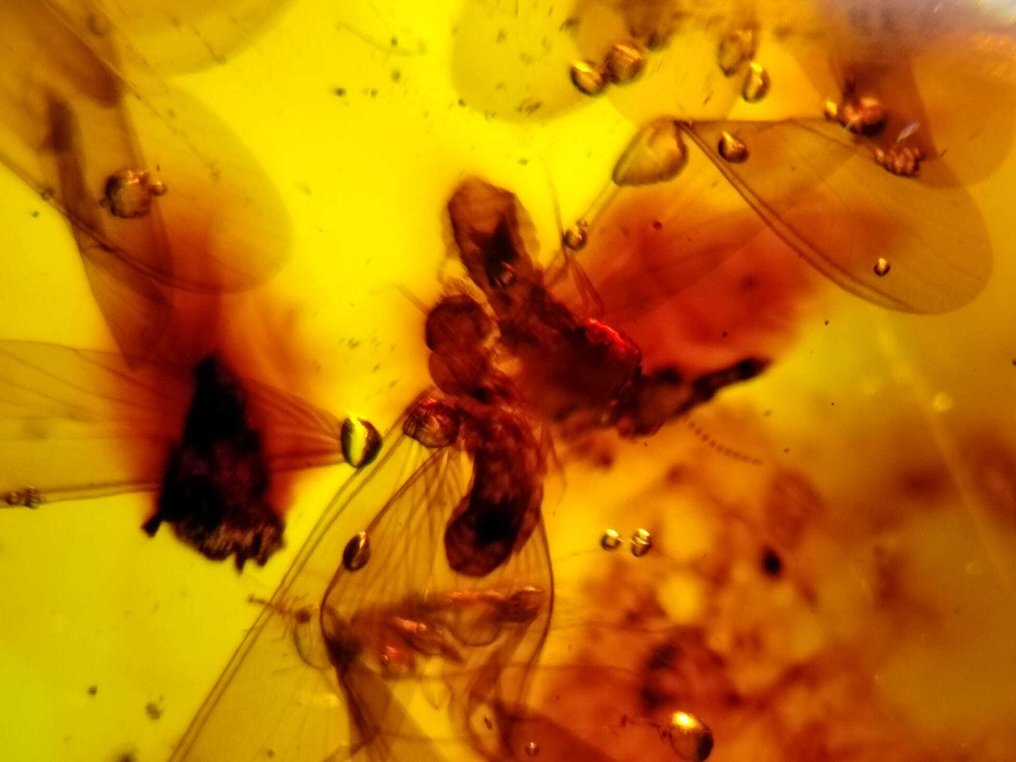 FOSSlL-AWESOME!! Dominikansk bärnsten – 60 kr- 12 g #3.2