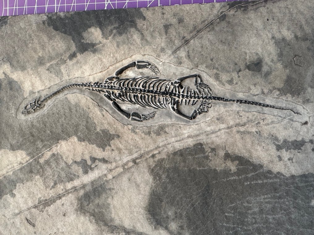 Reptilfossil: Keichousaurus – Trias - Tierfossil - Keichousaurus - 30 cm  (Ohne mindestpreis) #2.1