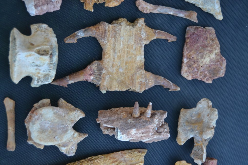 来自撒哈拉的恐龙和爬行动物收藏 - 化石骨架  (没有保留价) #2.1