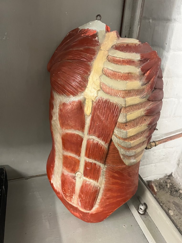 Anatómiai modell - Gipsz - 1850-1900 #4.3