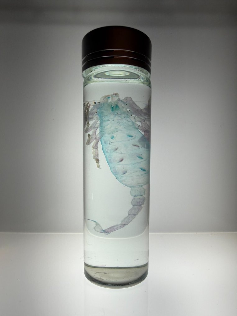 Heterometrus Carapace - Heterometrus swammerdami - 10 cm - 3 cm - 3 cm - Specie non CITES - 1 #4.3