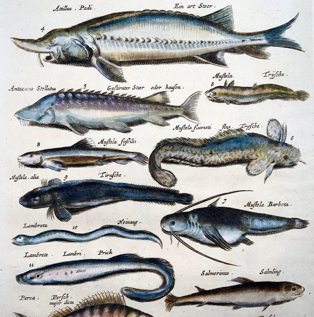 Matthäus Merian (b1593) Hand coloured folio, Sturgeon, Lamprey, Eel, Perch, Fish - 1657 #1.0