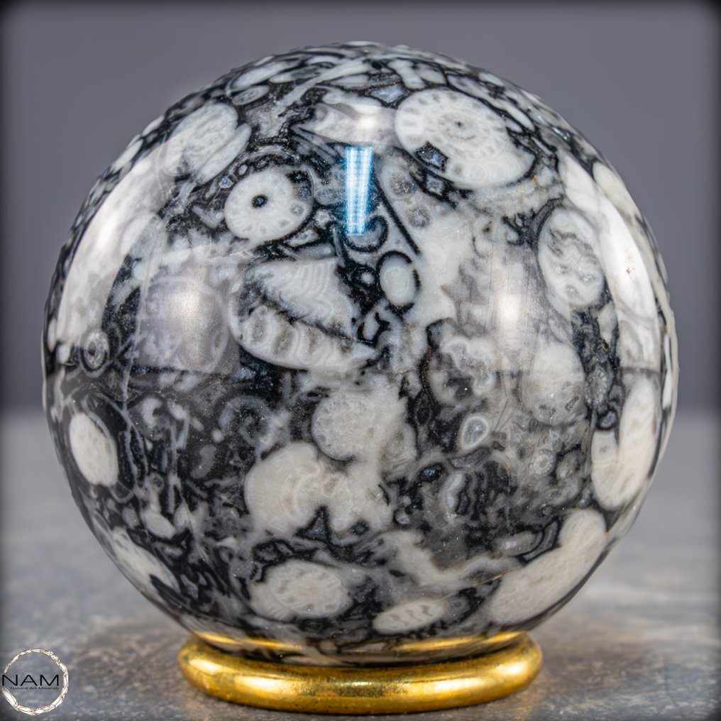 稀有天然Orthoceras球体 – Fossile优雅，黑色与白色- 547.82 g #4.3