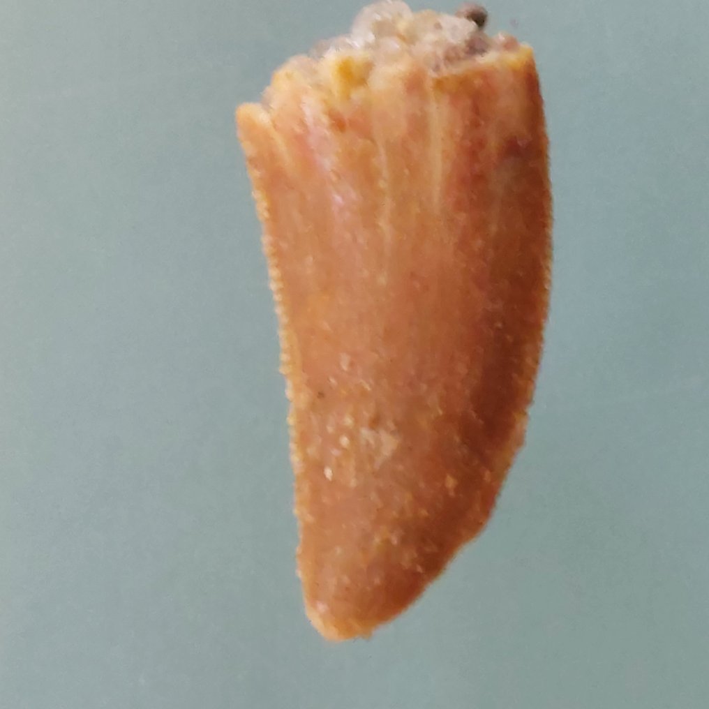 恐龙 - 牙齿化石 - Abelisaurus - 20 mm - 9 mm  (没有保留价) #1.0