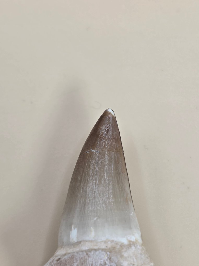 Mosasauro - Dente fossile - 7 cm (Senza prezzo di riserva) #1.0