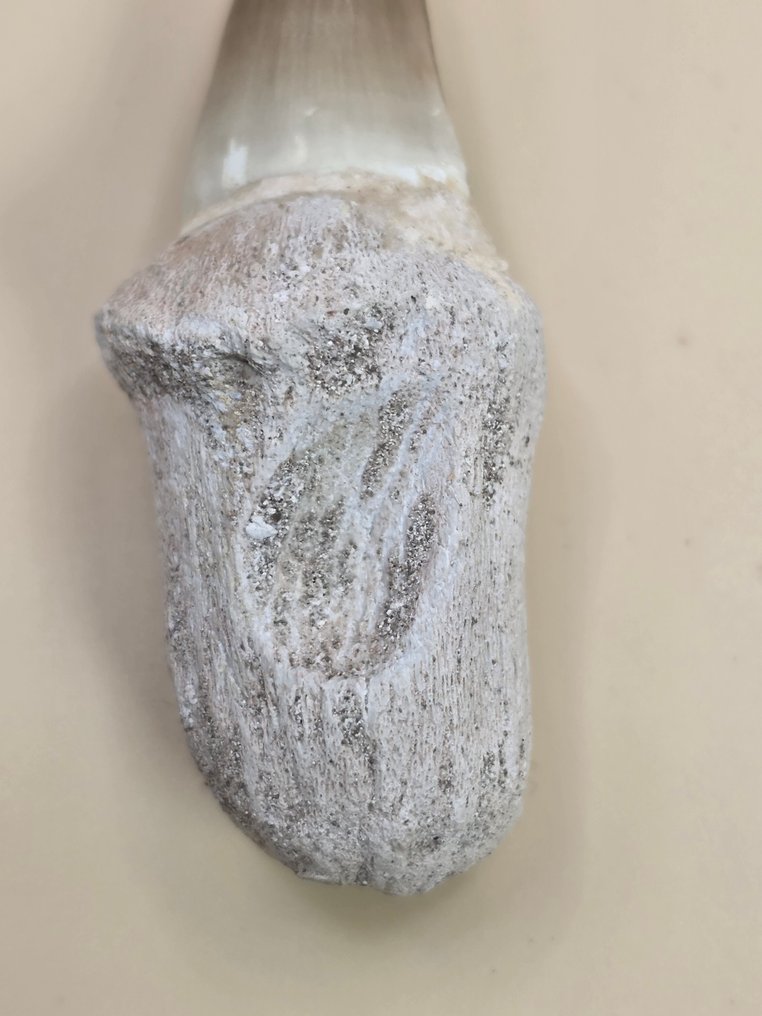 Mosasauro - Dente fossile - 7 cm (Senza prezzo di riserva) #2.1