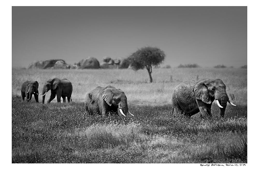 Arnold Mariashin - Africa 23 - XL - No reserve #3.2