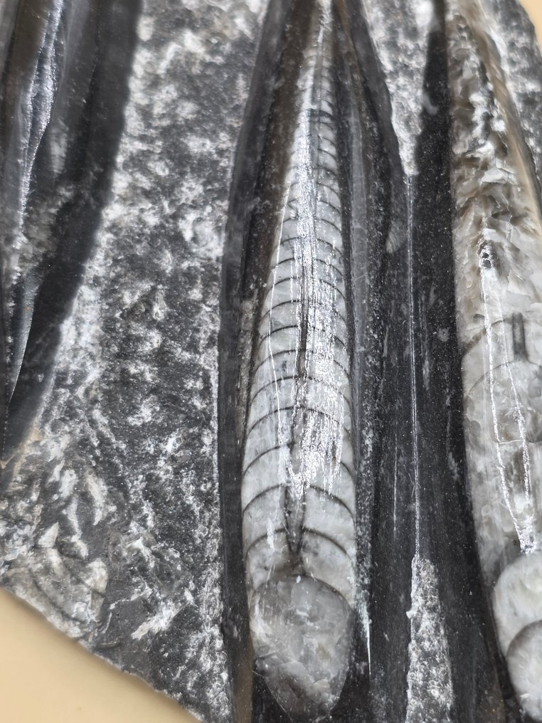 Orthoceras - Animal fossilisé - 14.5 cm (Sans prix de réserve) #3.2