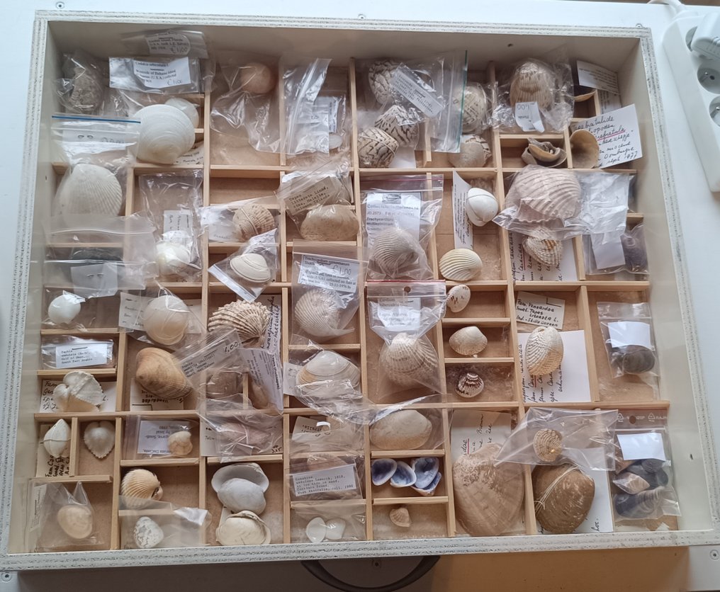 Samling av musselskalskal Havskal - Bivalve shell #1.0