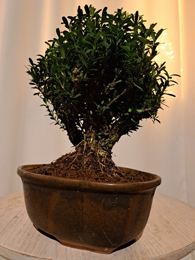 Buxus Harlandii bonsai in a bonsai pot. - Height (Tree): 20 cm - Depth (Tree): 20 cm - Japan #1.0