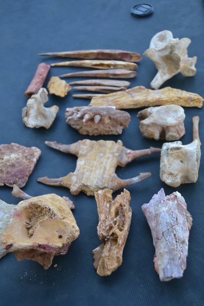 来自撒哈拉的恐龙和爬行动物收藏 - 化石骨架  (没有保留价) #4.3