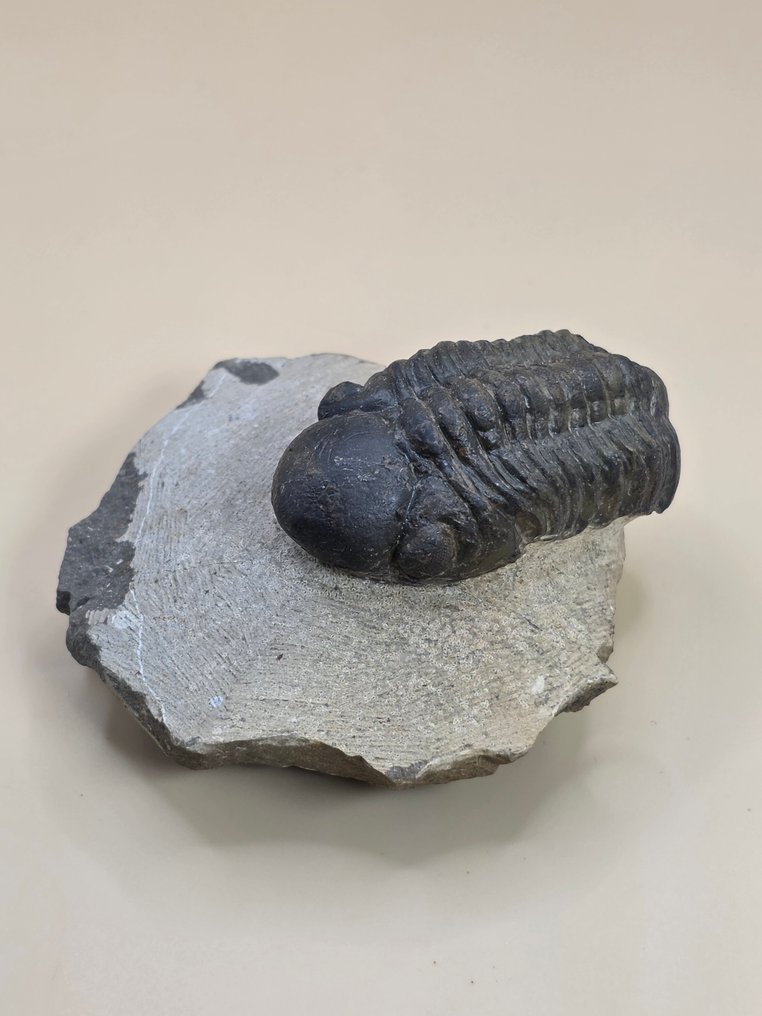 三葉蟲 - 動物化石 - Redoops cephalotes - 8 cm  (沒有保留價) #2.1