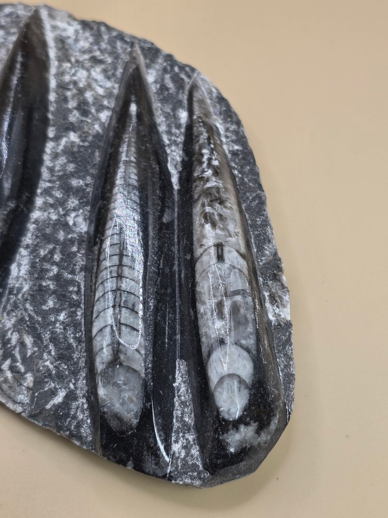 Orthoceras - Animal fossilisé - 14.5 cm (Sans prix de réserve) #1.0