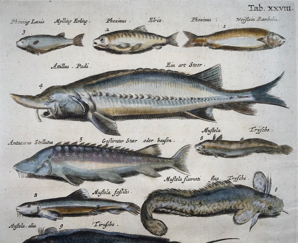 Matthäus Merian (b1593) Hand coloured folio, Sturgeon, Lamprey, Eel, Perch, Fish - 1657 #2.1