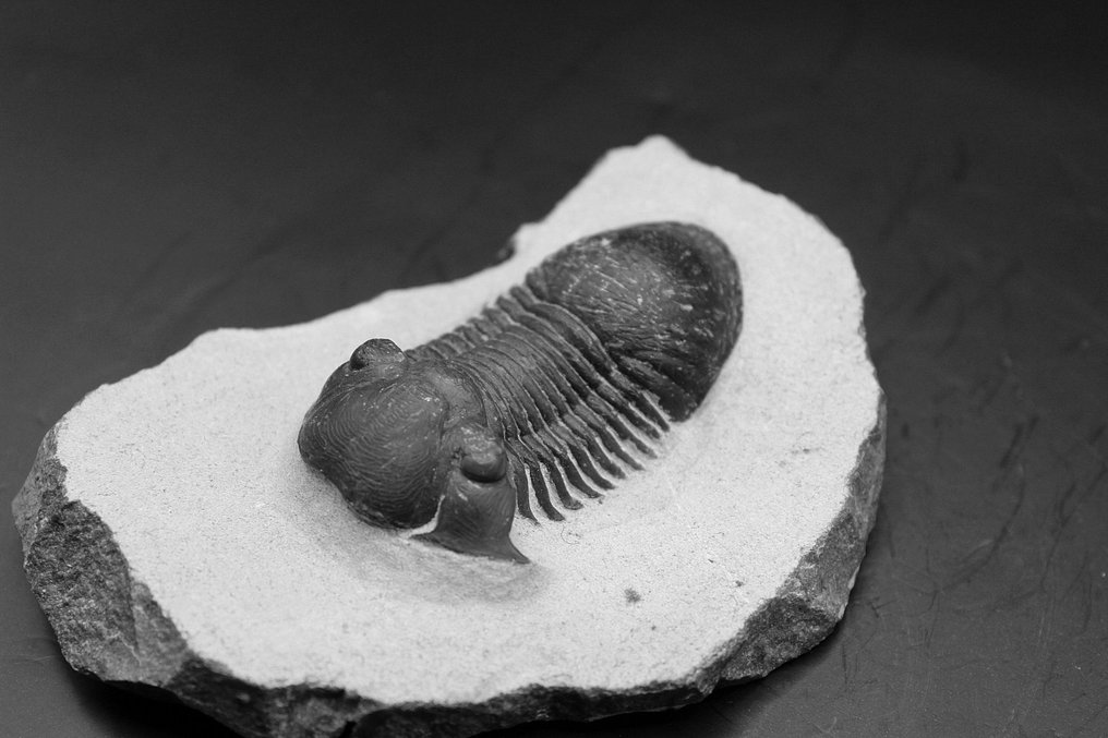 三叶虫 - 矩阵化石 - Paralejurus  (没有保留价) #1.0