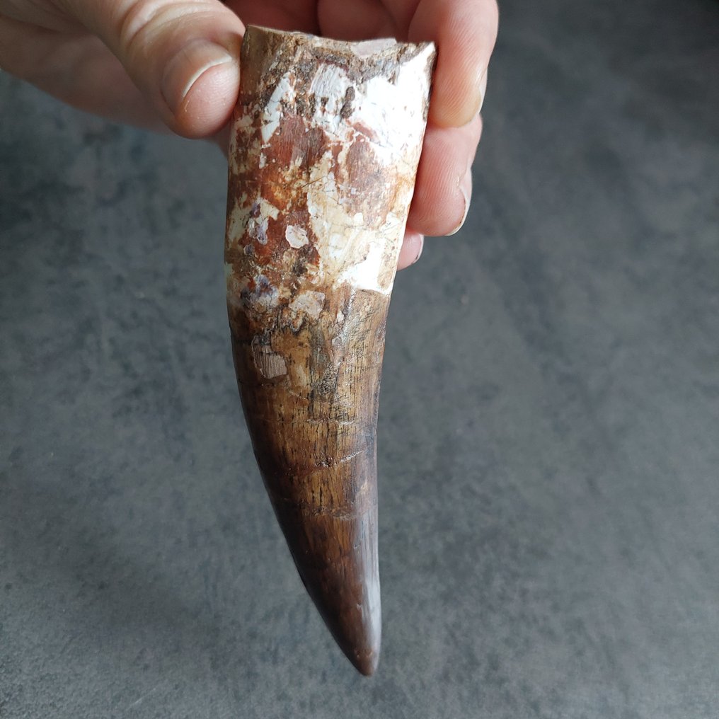 恐龙 - 牙齿化石 - Spinosaurus aegyptiacus - 125 mm - 35 mm #2.1