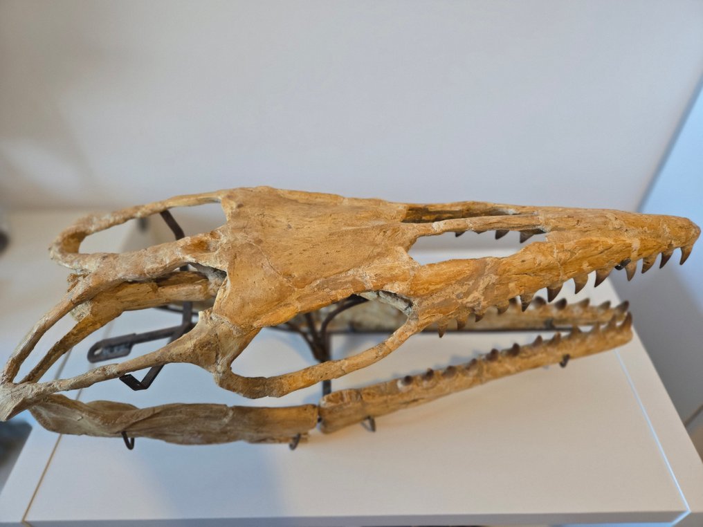 Mosasaur - Απολιθωμένο κρανίο - mosasaurio - 26.5 cm - 69 cm  (χωρίς τιμή ασφαλείας) #3.2