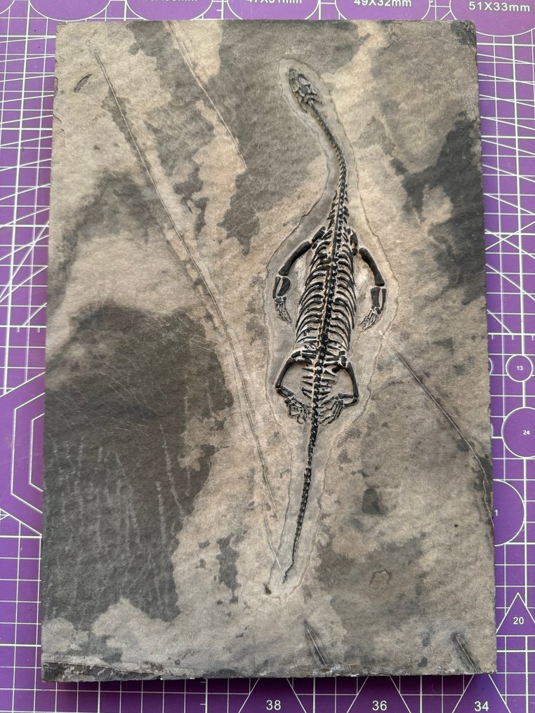 Reptilfossil: Keichousaurus – Trias - Tierfossil - Keichousaurus - 30 cm  (Ohne mindestpreis) #1.0