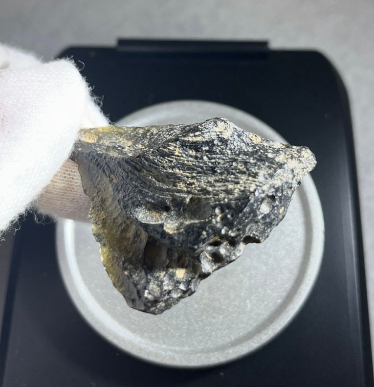 Indochinite. Πρόσκρουση με μετεωρίτη. Τεκτίτης - 7.81 g #3.2