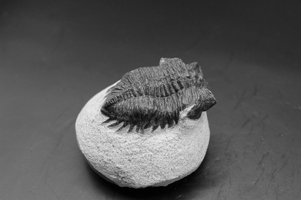 三叶虫 - 矩阵化石 - Coltraneia  (没有保留价) #2.1