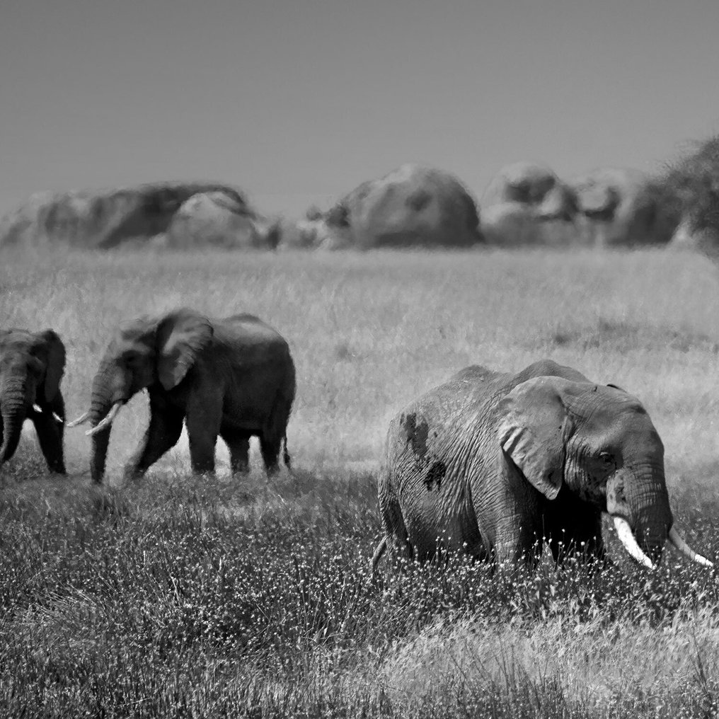 Arnold Mariashin - Africa 23 - XL - No reserve #1.0