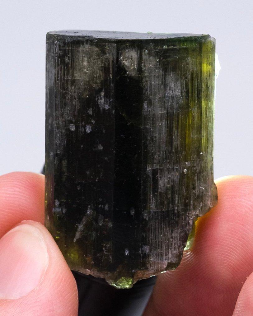 (EUROPEAN CLASSIC) grüner Apatit Einkristall - Höhe: 3.4 cm - Breite: 2.4 cm- 27 g - (1) #2.1