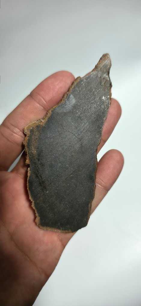 NWA 16900 - 隕石 原始单晶岩（Brachinite） - 巨大的完整切片！ - 32.7 g - (1) #2.1