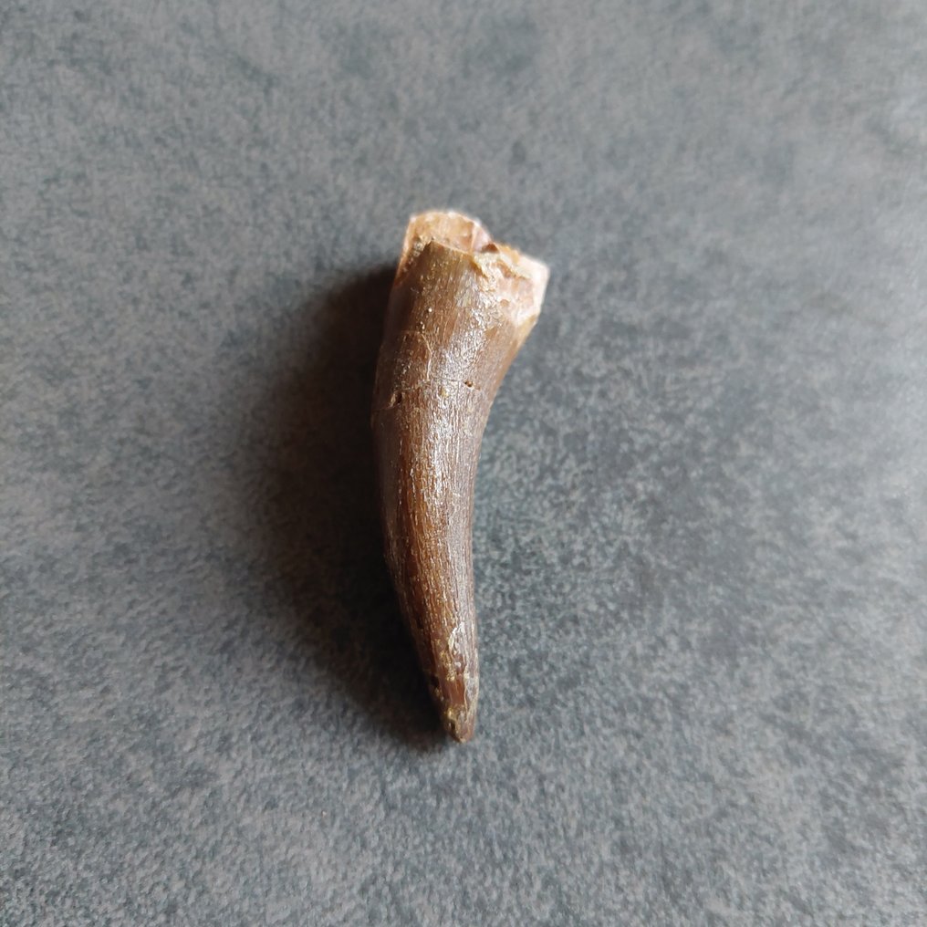 恐龍 - 牙齒化石 - Plesiosaurier - 48 mm - 18 mm  (沒有保留價) #2.1