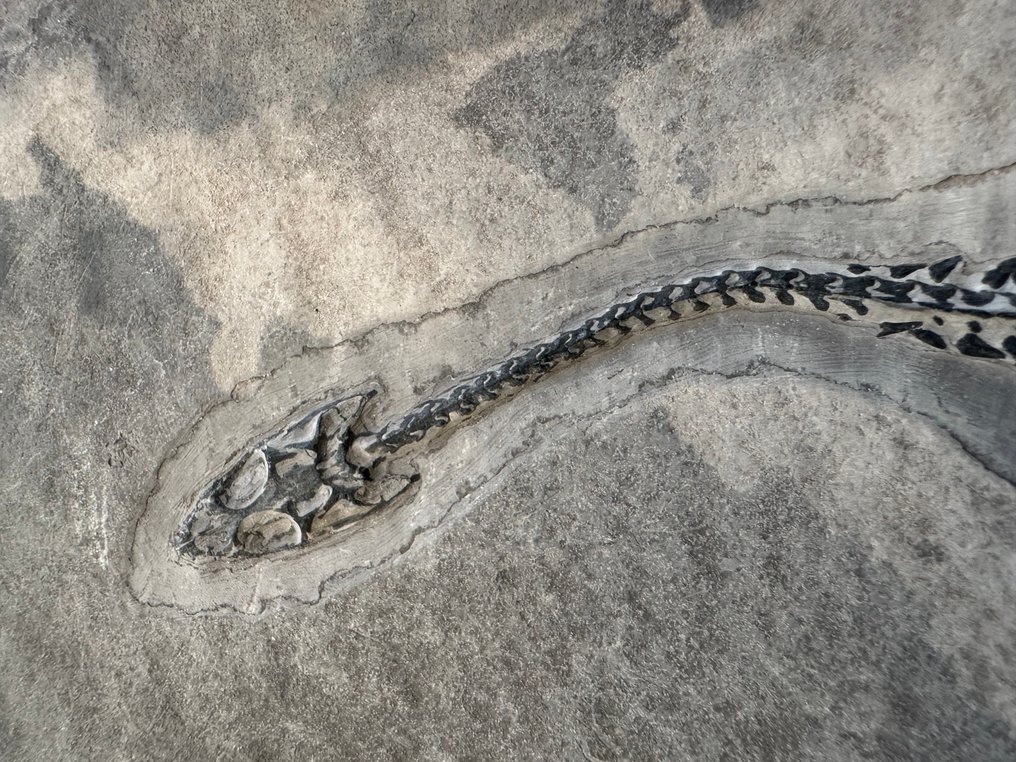 Reptilfossil: Keichousaurus – Trias - Tierfossil - Keichousaurus - 30 cm  (Ohne mindestpreis) #3.2