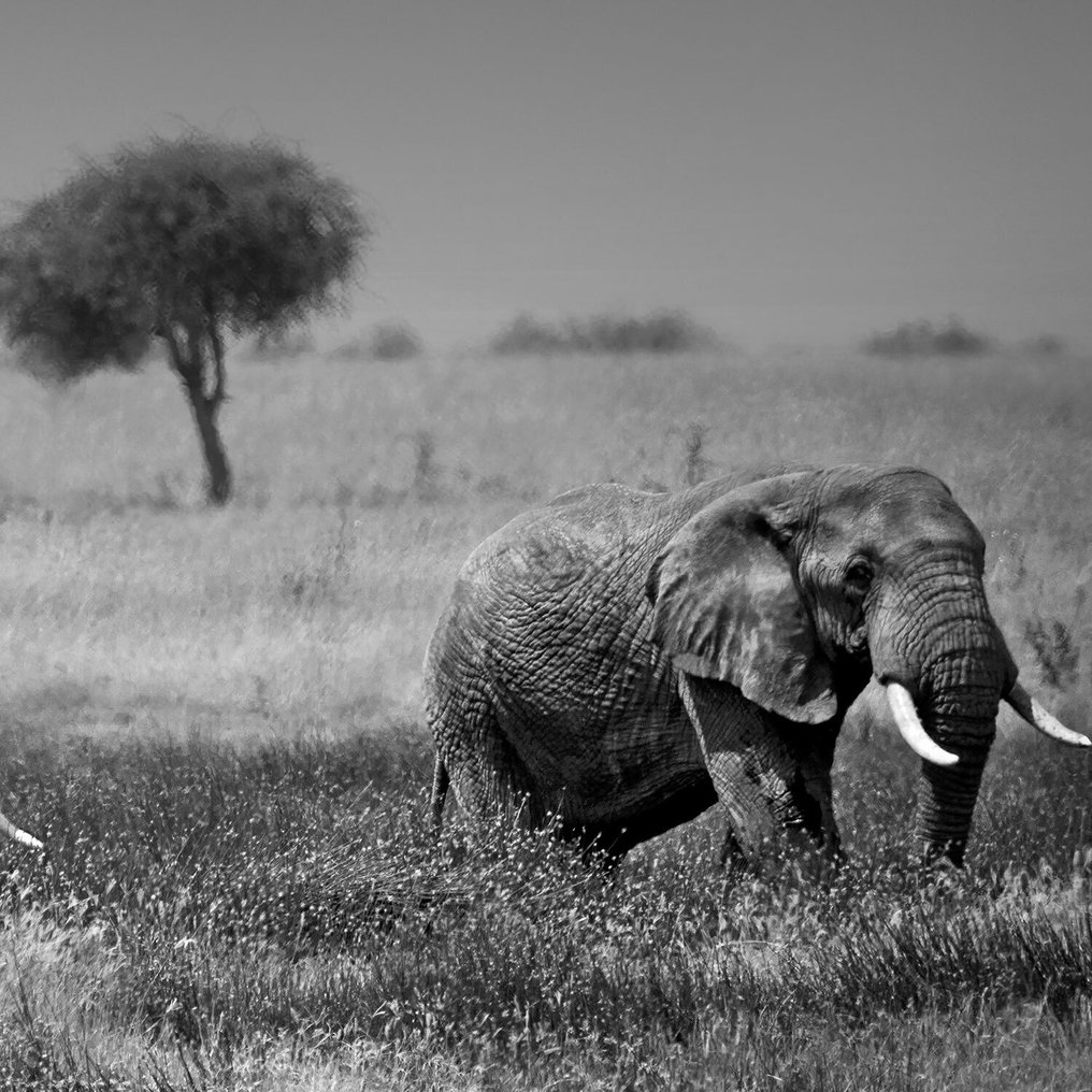 Arnold Mariashin - Africa 23 - XL - No reserve #2.1