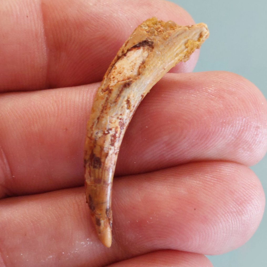 Flygödlor - Fossil tand - 43 mm - 12 mm #3.2