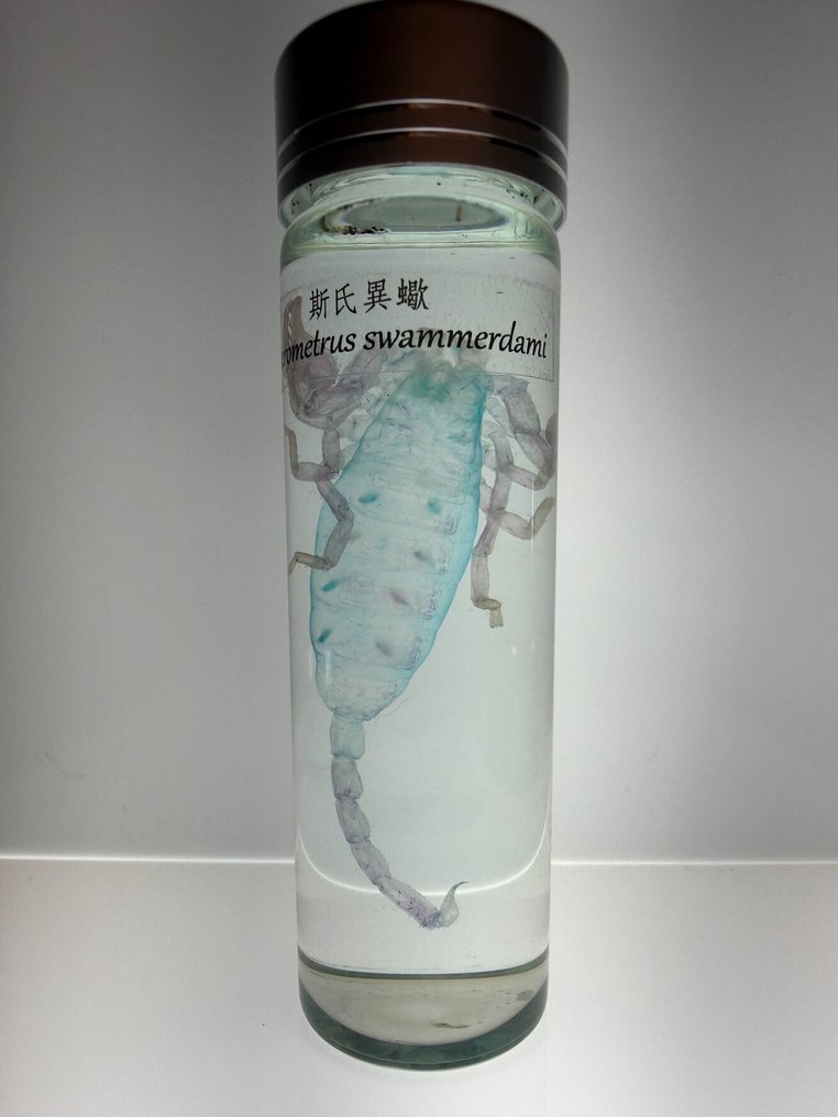 Heterometrus Carapace - Heterometrus swammerdami - 10 cm - 3 cm - 3 cm - Specie non CITES - 1 #1.0