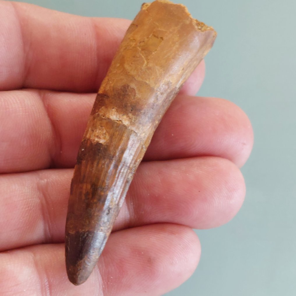 Δεινόσαυρος - Απολιθωμένο δόντι - Spinosaurus aegyptiacus - 70 mm - 20 mm #1.0