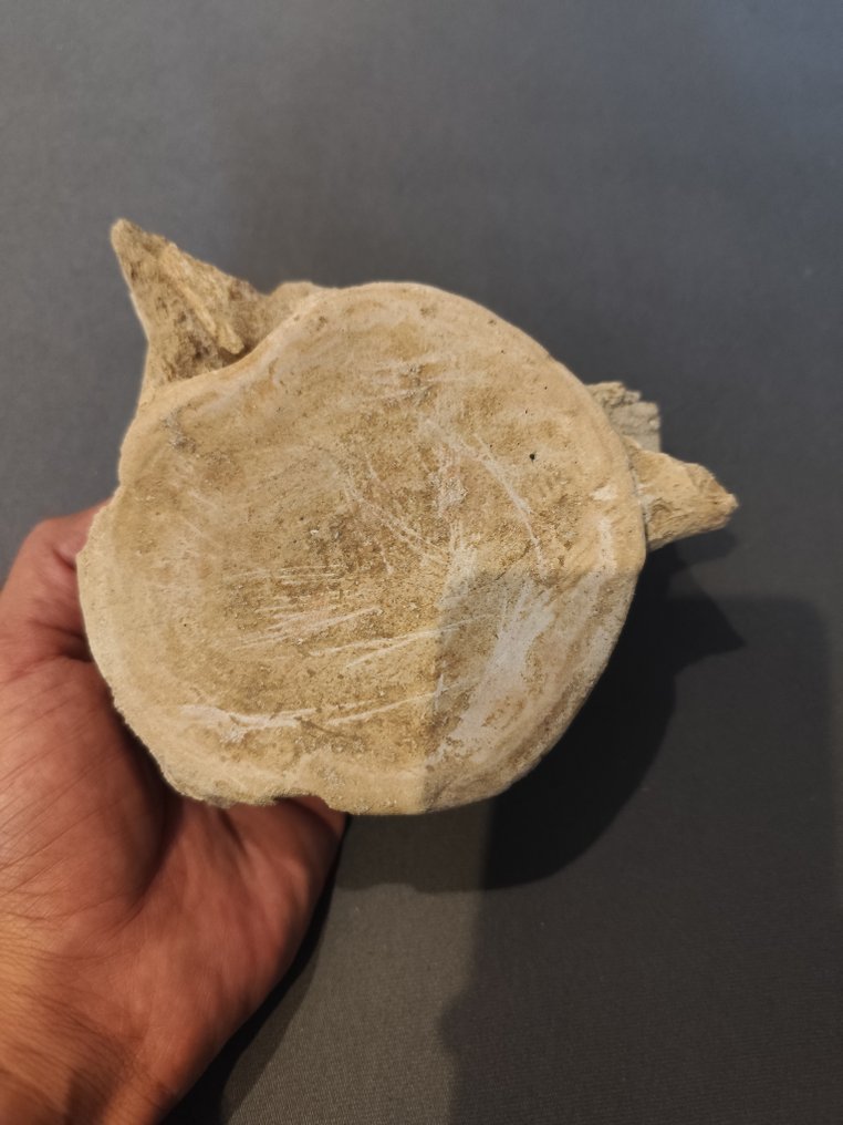 Mosasaur - Απολιθωμένο σπονδυλικό οστό - 15 cm - 13 cm  (χωρίς τιμή ασφαλείας) #1.0