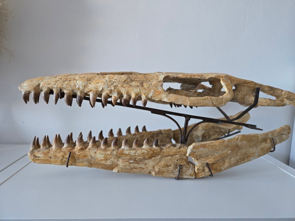 Mosasaur - Απολιθωμένο κρανίο - mosasaurio - 26.5 cm - 69 cm  (χωρίς τιμή ασφαλείας) #1.0